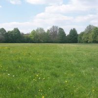 Wiese 1