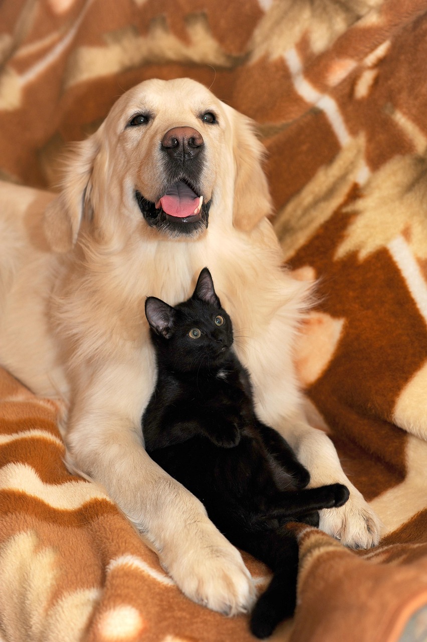 dog-cat
